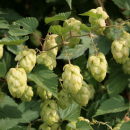 Houblon grimpant / Humulus lupulus